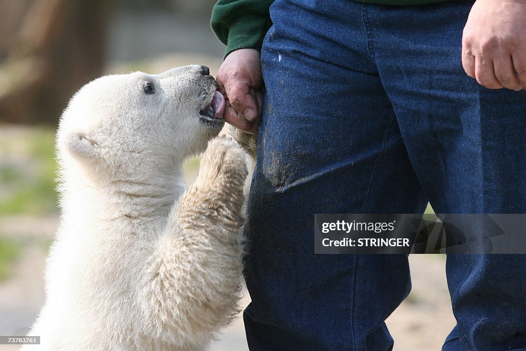 Knut, a four-month-old polar bear cub, p...