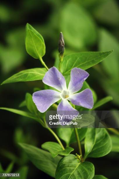 gardening - vinca major stock pictures, royalty-free photos & images