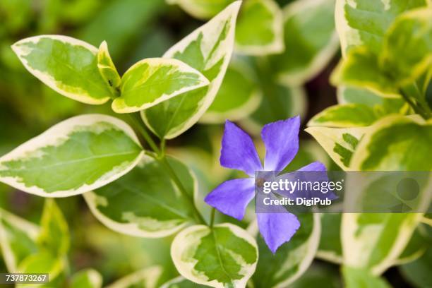 gardening - vinca major stock pictures, royalty-free photos & images