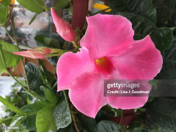 gardening - mandevilla stock pictures, royalty-free photos & images