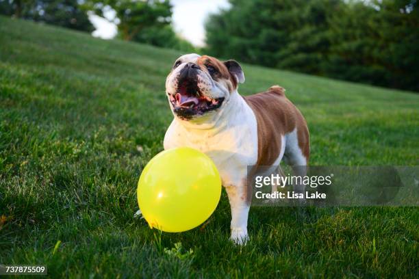 balloons - smiley face balloon stock pictures, royalty-free photos & images