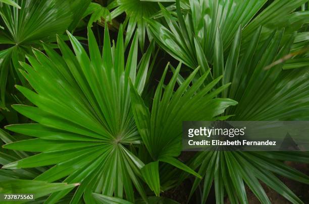 gardening - saw palmetto stock pictures, royalty-free photos & images