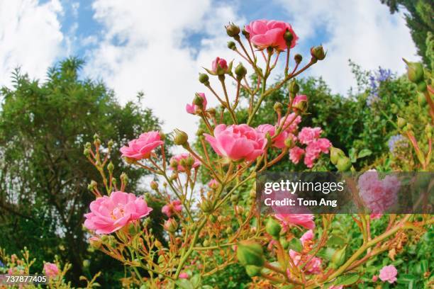 Cascadng Roses 396 Cascading Roses Stock Photos, High-Res Pictures, and Images - Getty ...