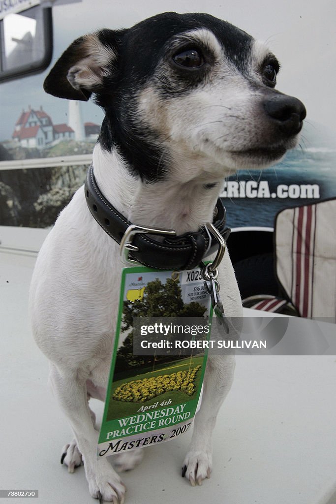 A dog named Baby wears a ticket being so...