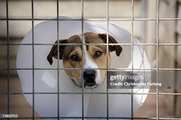 Homeless, cross Staffordshire Bull Terrier, Dodger, sits in his kennel at the RSPCA Animal Rescue Centre in Barnes Hill, Birmingham, England on 4...