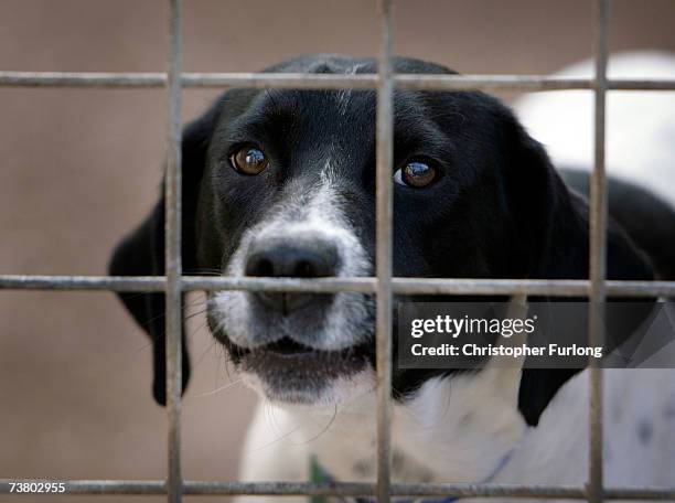 Homeless dog called Spot, sits in his kennel at the RSPCA Animal Rescue Centre in Barnes Hill, Birmingham, England on 4 April 2007. The Animal...