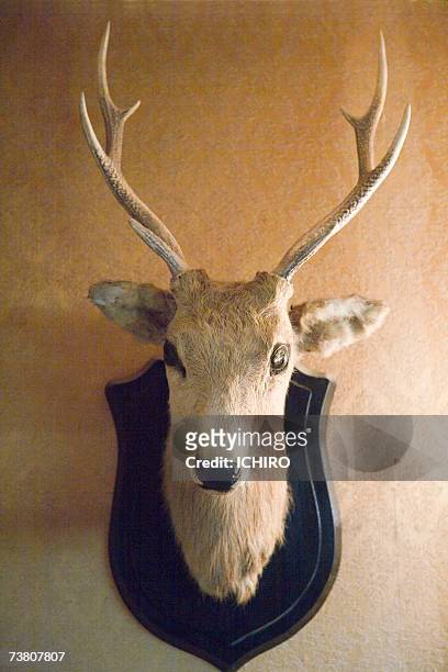 stuffed deer head hanging on wall - hunting trophy bildbanksfoton och bilder