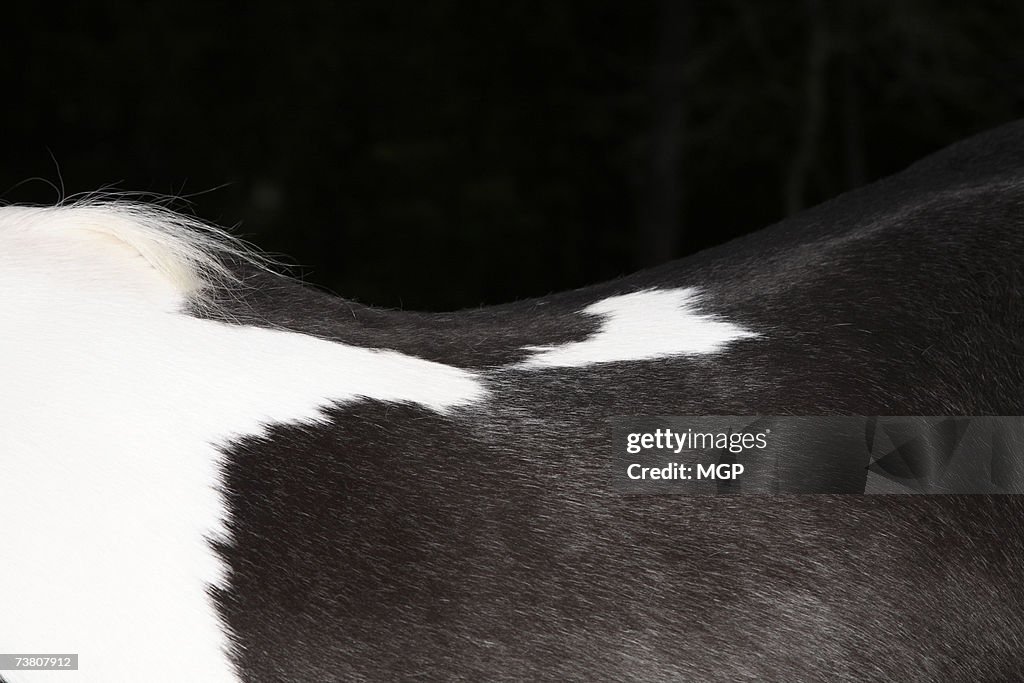 Back of horse, mid-section, close-up, profile