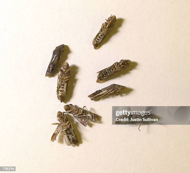 Sharp Bug Glassy Winged Sharpshooter Photos and Premium High Res Pictures - Getty ...