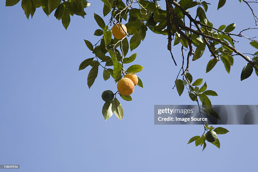 Orange fruit on tree