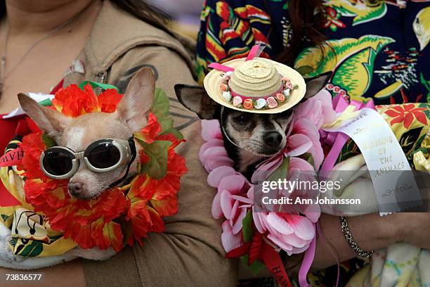 The Chiuaua dogs Sweet Pea and Lilly Bell pose at The Blessing of the Animals at Olvera Street April 7, 2007 in Los Angeles, California. Downtown Los...