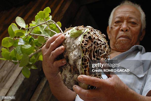 Siquijor, PHILIPPINES: TO GO WITH Philippines-religion-magic-witchcraft,sched-FEATURE Lolo Juan Ponce holds a plant locally know as lagay-lagay said...