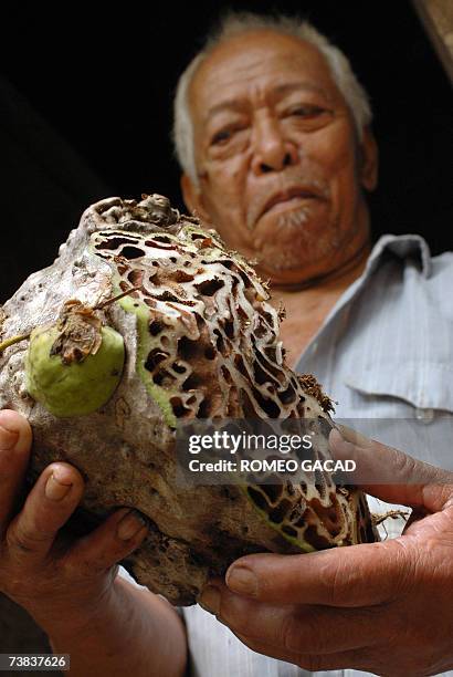 Siquijor, PHILIPPINES: TO GO WITH Philippines-religion-magic-witchcraft,sched-FEATURE Lolo Juan Ponce holds a plant locally know as lagay-lagay said...