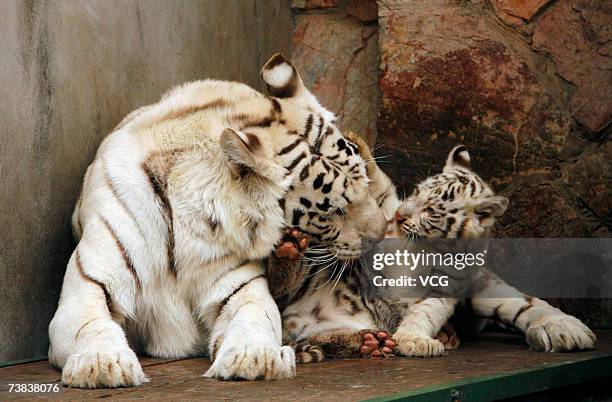 Tigress Xinta is seen with her cubs at the Hongshan Forest Zoo on April 5, 2007 in Nanjing, Jiangsu province, China. The eight-year-old tigress has...