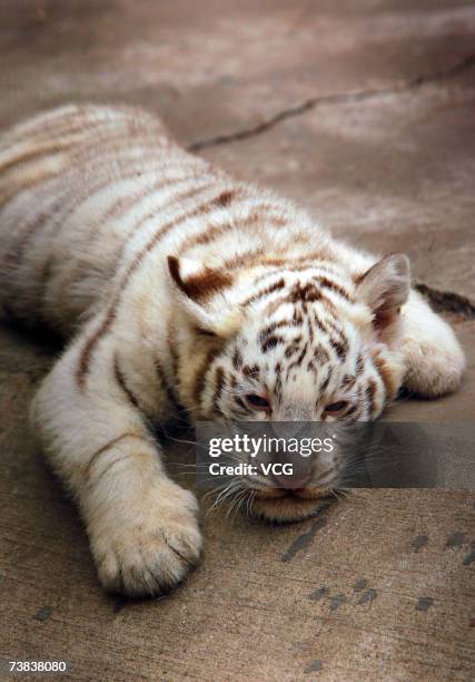 Baby tiger cub is seen at the Hongshan Forest Zoo on April 5, 2007 in Nanjing, Jiangsu province, China. The cub's mother is Tigress Xinta, an...