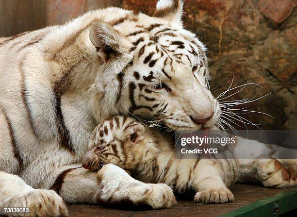 Tigress Xinta is seen with her cubs at the Hongshan Forest Zoo on April 5, 2007 in Nanjing, Jiangsu province, China. The eight-year-old tigress has...