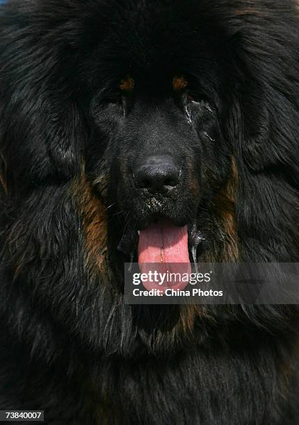 Tibetan Mastiff is displayed during the Tibetan Mastiff exposition on April 7, 2007 in Langfang of Hebei Province, China. Tibetan Mastiffs, a rare...