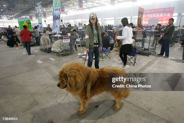 An owner displays her Tibetan Mastiff during the Tibetan Mastiff exposition on April 7, 2007 in Langfang of Hebei Province, China. Tibetan Mastiffs,...