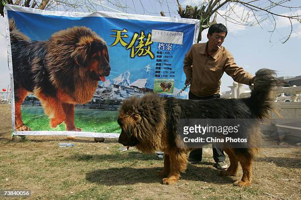 Man displays a Tibetan Mastiff he raised during the Tibetan Mastiff exposition on April 7, 2007 in Langfang of Hebei Province, China. Tibetan...