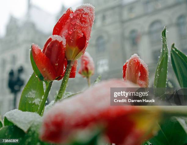 April Spring Wisconsin 129 Rare April Snow Stock Photos, High-Res Pictures, and Images - Getty ...