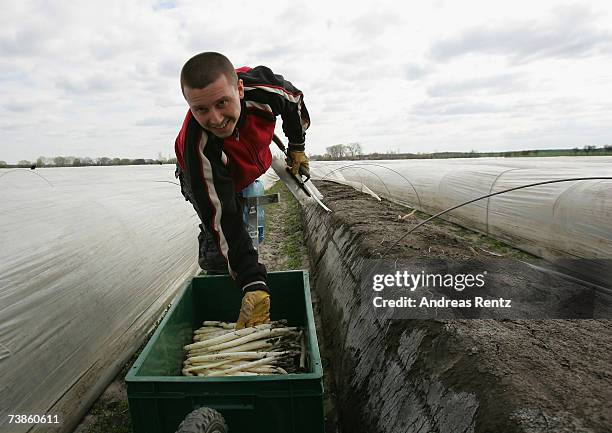 Worker harvests the season's first asparagus, on April 11, 2007 in Beelitz, Germany. Due to mild weather and farming techniques using thermoplastic...