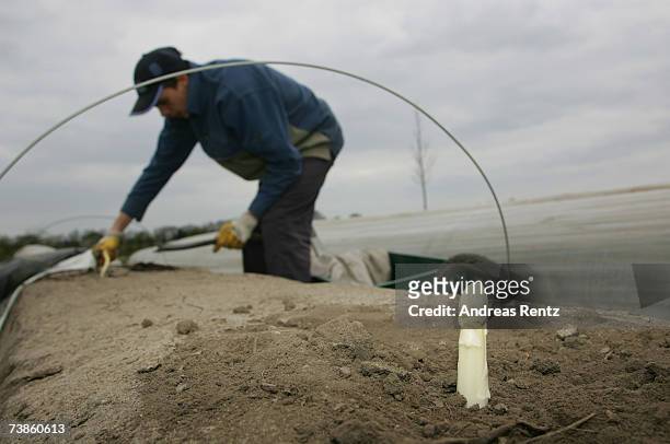 Worker harvests the season's first asparagus, on April 11, 2007 in Beelitz, Germany. Due to mild weather and farming techniques using thermoplastic...