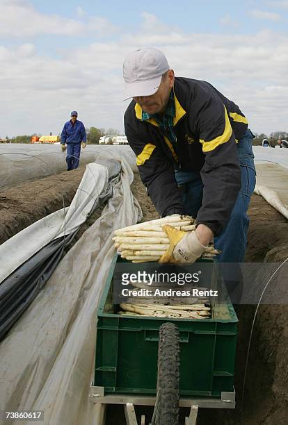 Worker harvests the season's first asparagus, on April 11, 2007 in Beelitz, Germany. Due to mild weather and farming techniques using thermoplastic...