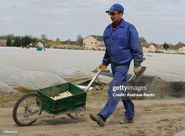 Worker harvests the season's first asparagus, on April 11, 2007 in Beelitz, Germany. Due to mild weather and farming techniques using thermoplastic...