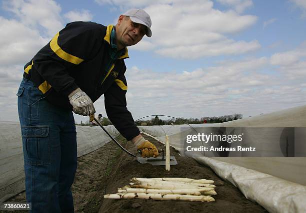 Worker harvests the season's first asparagus, on April 11, 2007 in Beelitz, Germany. Due to mild weather and farming techniques using thermoplastic...