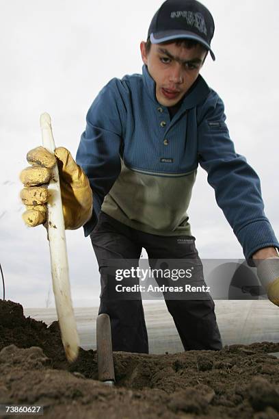 Worker harvests the season's first asparagus, on April 11, 2007 in Beelitz, Germany. Due to mild weather and farming techniques using thermoplastic...