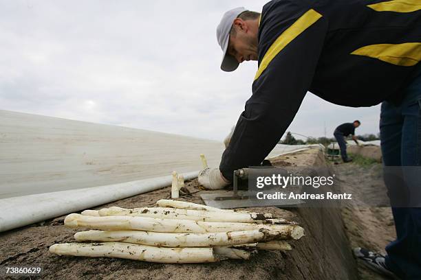 Worker harvests the season's first asparagus, on April 11, 2007 in Beelitz, Germany. Due to mild weather and farming techniques using thermoplastic...