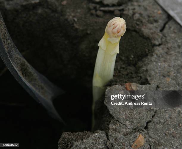 The season's first asparagus seen on April 11, 2007 in Beelitz, Germany. Due to mild weather and farming techniques using thermoplastic foils,...