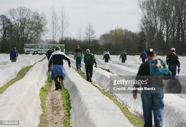 Workers leave for lunch after they harvests the season's first asparagus, on April 11, 2007 in Beelitz, Germany. Due to mild weather and farming...