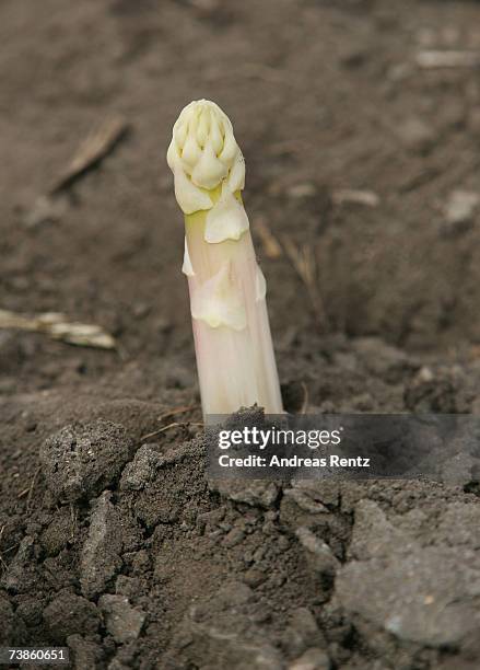 The season's first asparagus seen on April 11, 2007 in Beelitz, Germany. Due to mild weather and farming techniques using thermoplastic foils,...