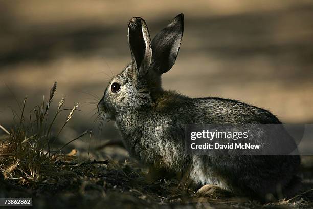 Desert Rabbit Large Ears Desert Rabbit Photos and Premium High Res Pictures - Getty Images