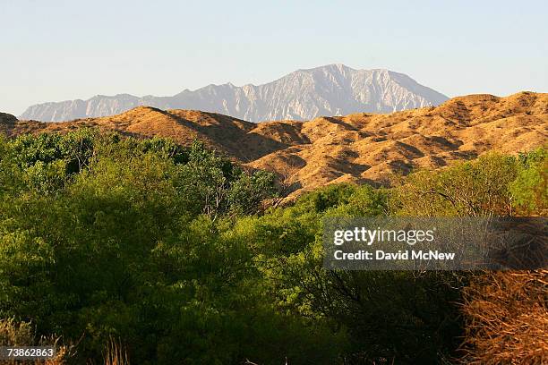 The San Jacinto Mountains are seen in the distance behind new green growth at a honey mesquite grove as recovery from a 2005 wildfire continues at...