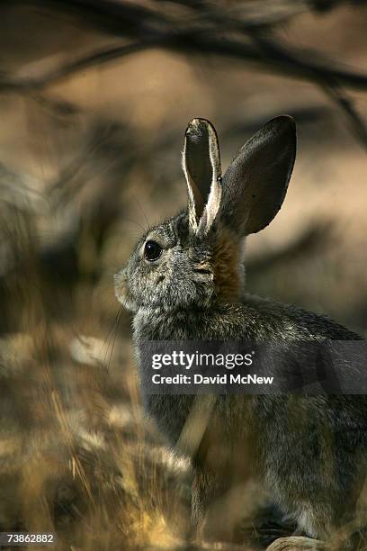 Desert Bunny Photos and Premium High Res Pictures - Getty Images