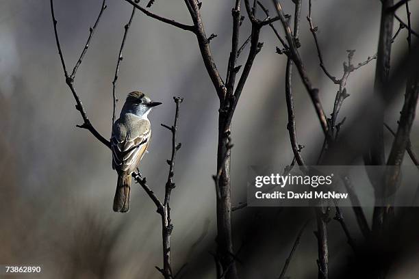 An unidentified songbird rests on charred branches near a desert marsh as recovery from a 2005 wildfire continues at Big Morongo Wildlife Preserve on...