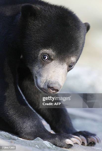 Little sun bear "Ernst" is pictured 12 April 2007 in his enclosure at the Zoologischer Garten zoo in Berlin. "Ernst" lives next to the enclosure...