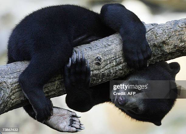 Little sun bear "Ernst" sleeps on a branch 12 April 2007 in his enclosure at the Zoologischer Garten zoo in Berlin. "Ernst" lives next to the...