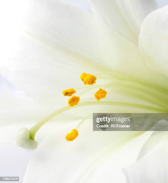 Closeup Of An Easter Lily, Foto de stock