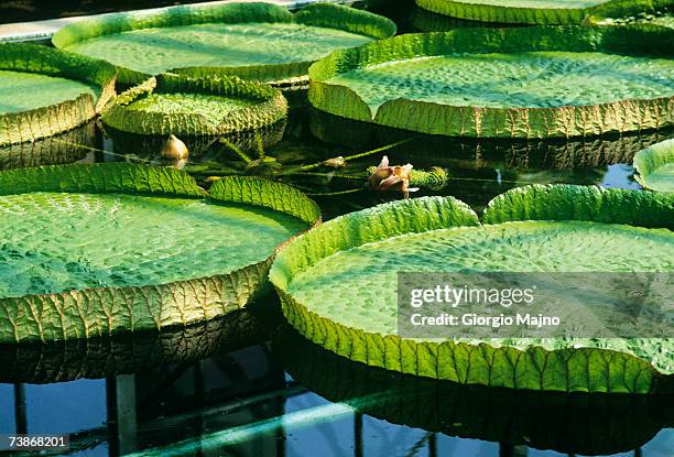victoria water lily leaves on water surface, close-up - nénuphar victoria photos et images de collection