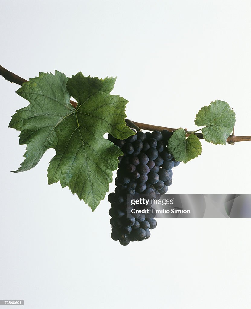 Red grape, close-up