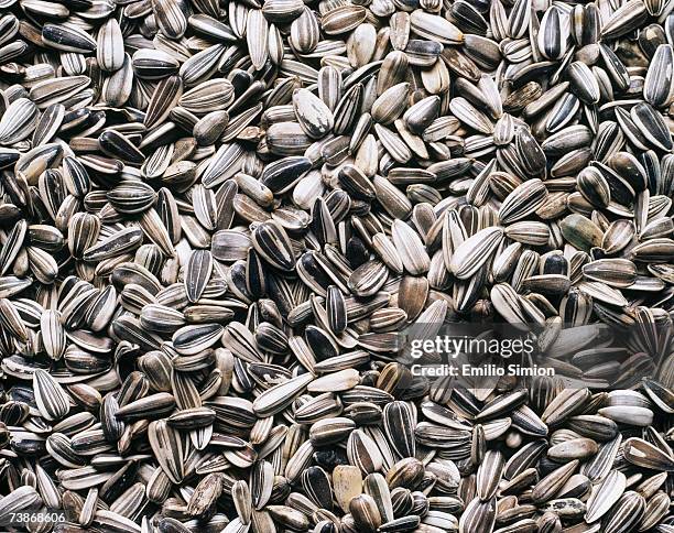 sunflower seeds, close-up - semilla de girasol fotografías e imágenes de stock