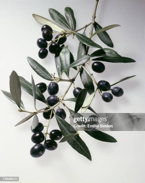 olive branch, close-up - oliva nera foto e immagini stock