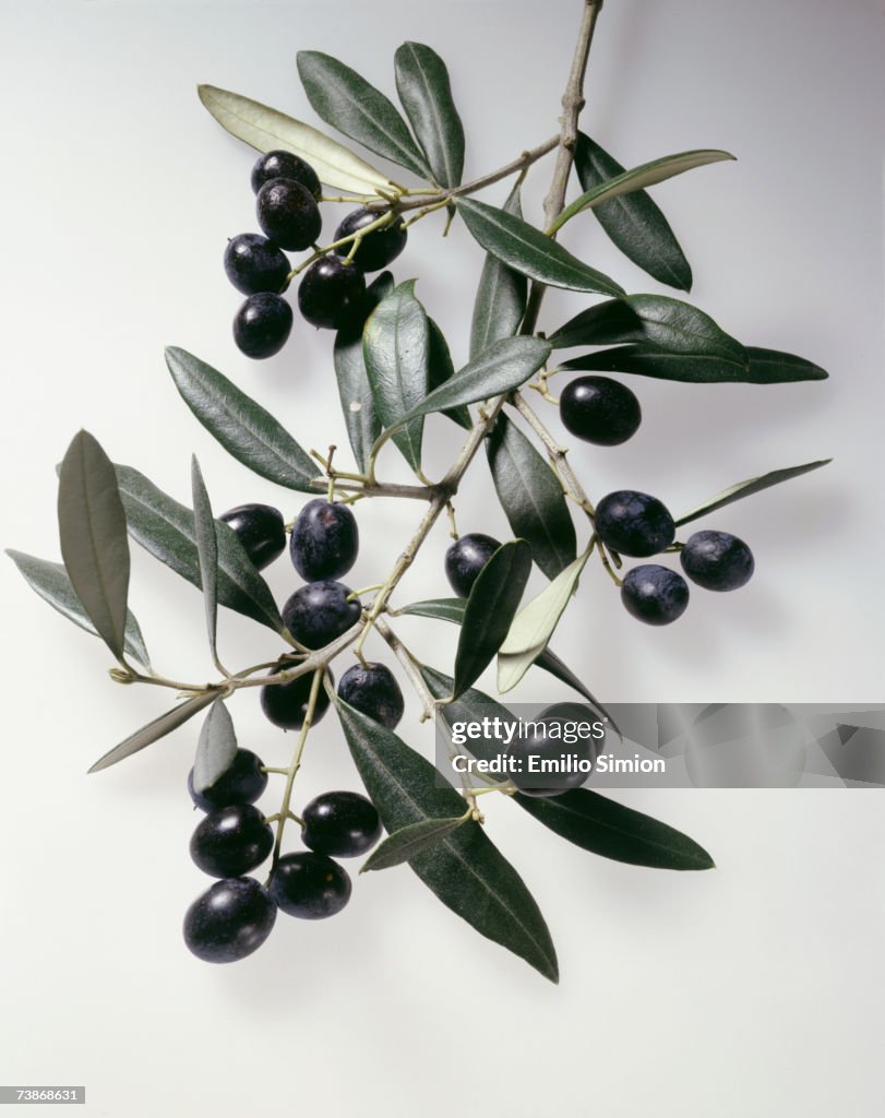 Olive branch, close-up