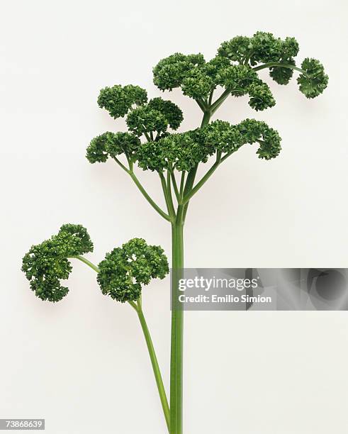 curly parsley on white background - parsley stock-fotos und bilder