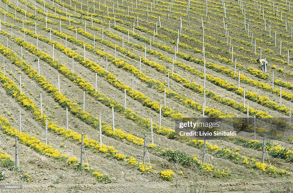 Italy, Sicily, Marsala, Vineyards