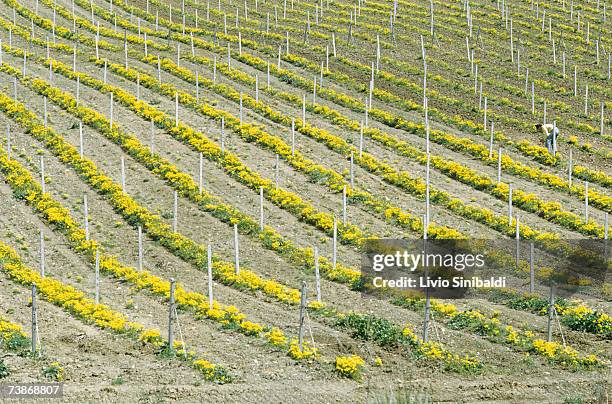 italy, sicily, marsala, vineyards - marsala sicily stock-fotos und bilder