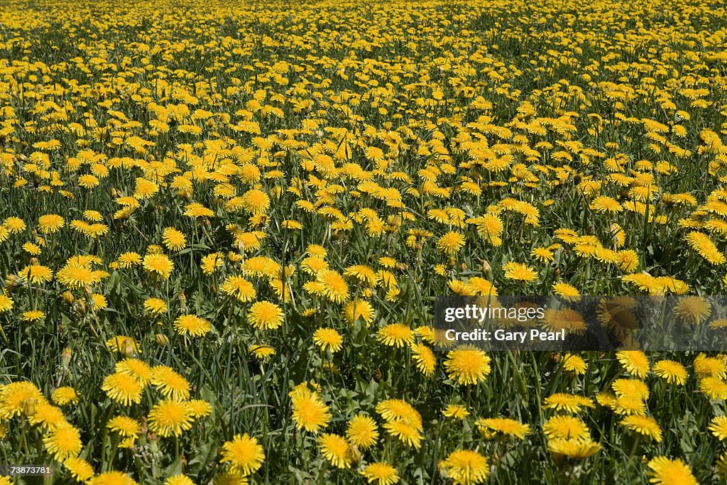 Field of Common Dandelions, (Taraxacum officinale)